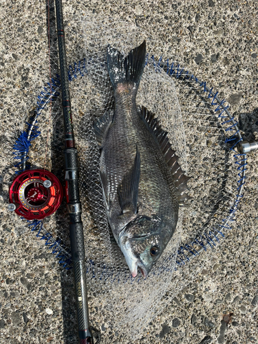 クロダイの釣果