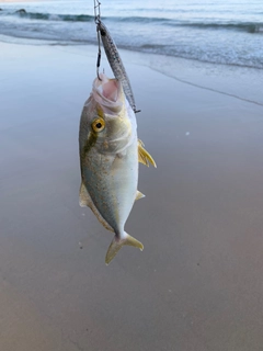 ネリゴの釣果