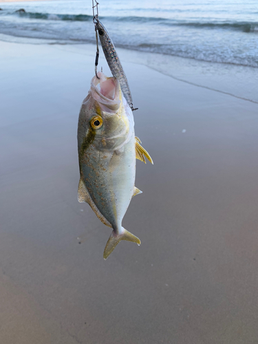 ネリゴの釣果