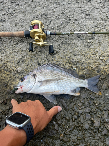 キビレの釣果