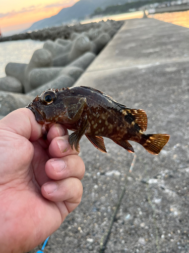 ガシラの釣果