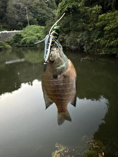 ブルーギルの釣果