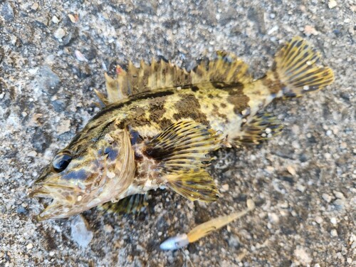 タケノコメバルの釣果