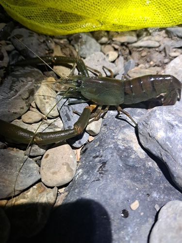 テナガエビの釣果