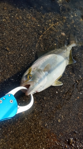 カンパチの釣果