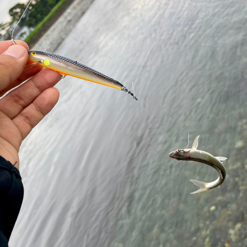 アユの釣果