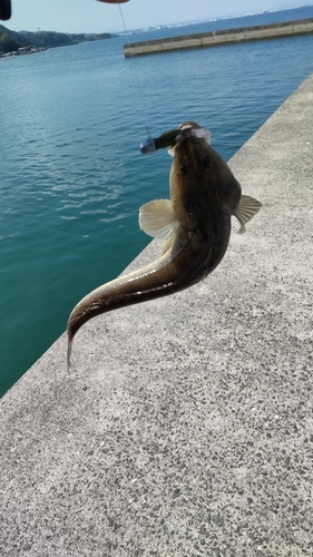 コチの釣果