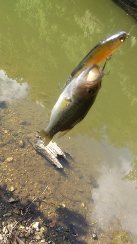 ブラックバスの釣果