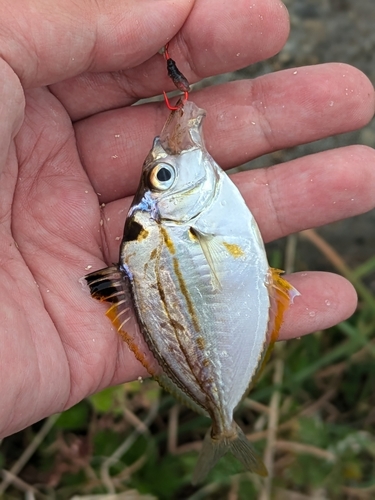 ヒイラギの釣果