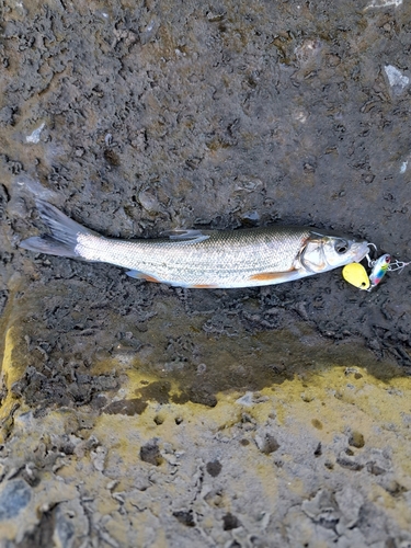 ウグイの釣果