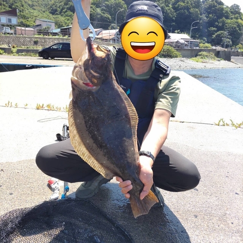 ヒラメの釣果