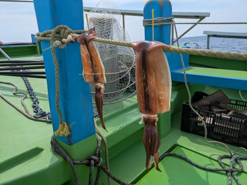 スルメイカの釣果