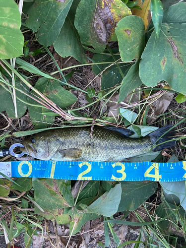 ブラックバスの釣果