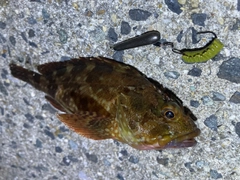 カサゴの釣果