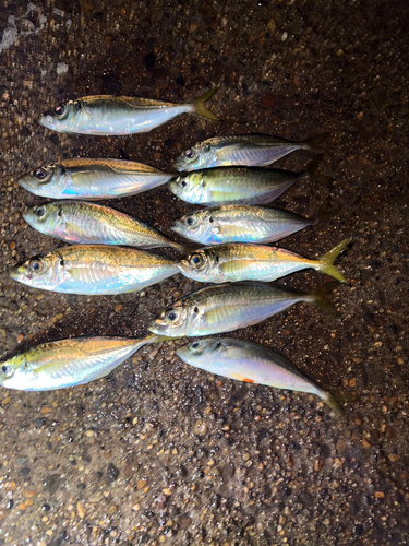 アジの釣果