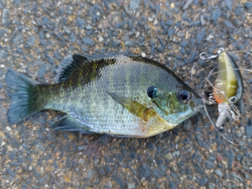 ブルーギルの釣果