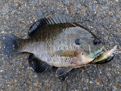 ブルーギルの釣果