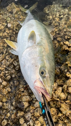 ハマチの釣果