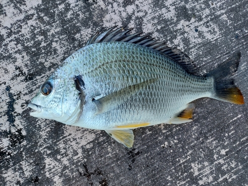 キビレの釣果