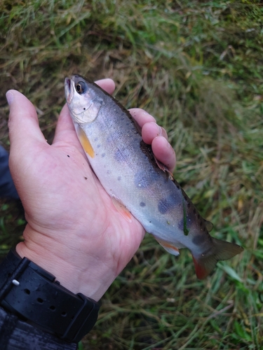 ヤマメの釣果