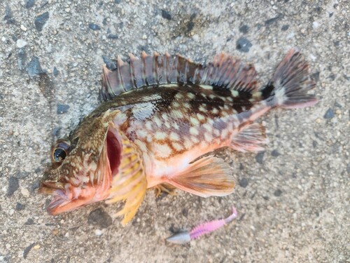 カサゴの釣果