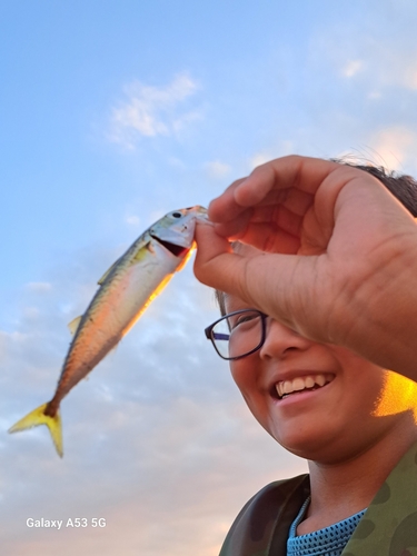 サバの釣果