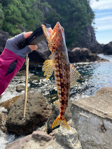 エソの釣果