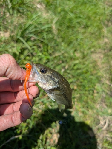 ラージマウスバスの釣果