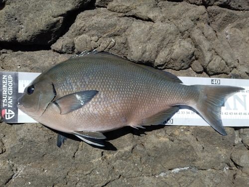 オナガグレの釣果