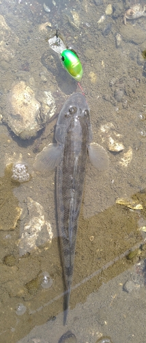 ハゼクチの釣果