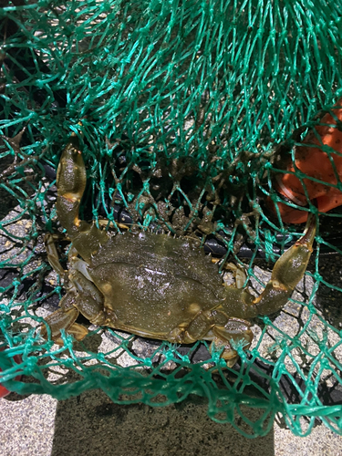 ワタリガニの釣果