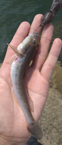 ハゼクチの釣果