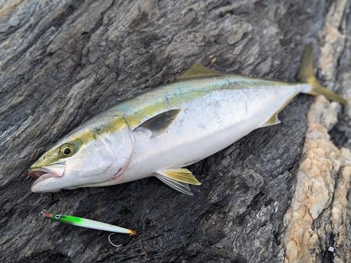 ハマチの釣果