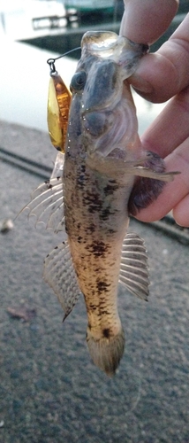 ウロハゼの釣果