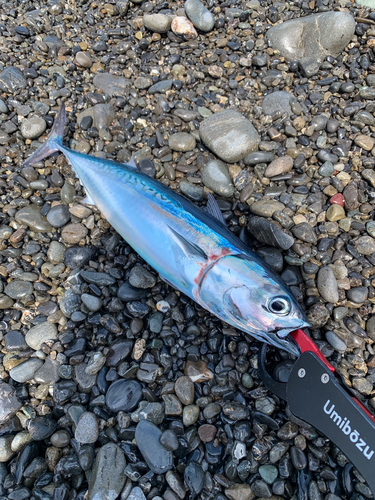 ソウダガツオの釣果