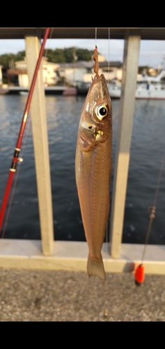 キスの釣果