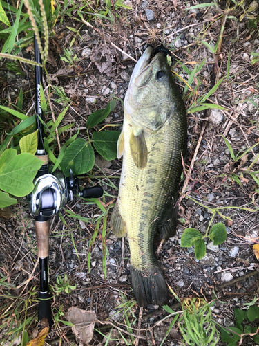 ブラックバスの釣果