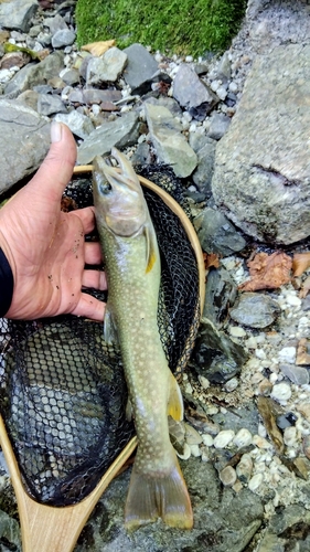 イワナの釣果