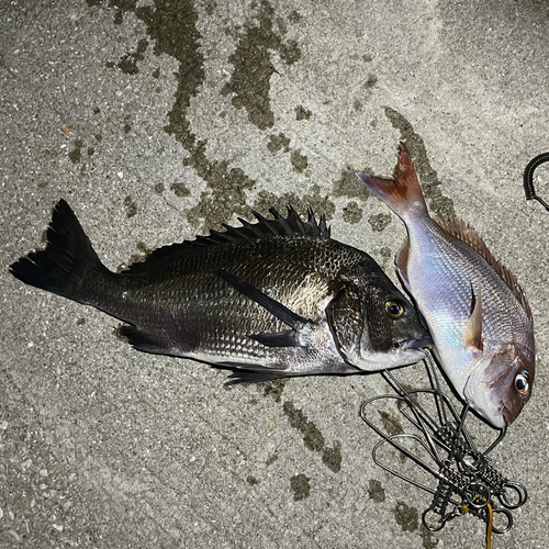 マダイの釣果