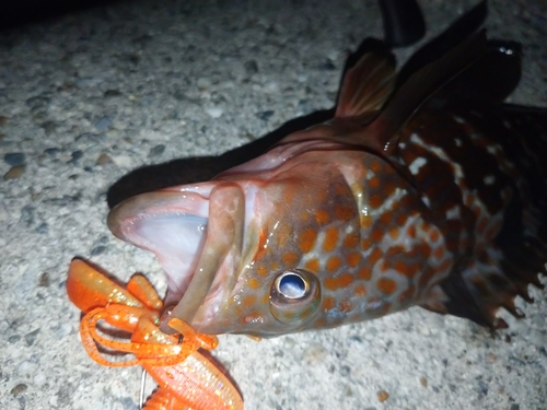 アコウの釣果