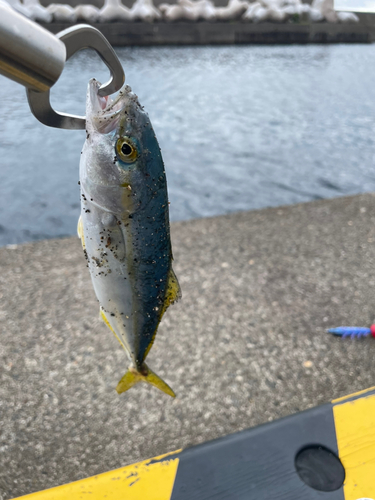 ワカシの釣果