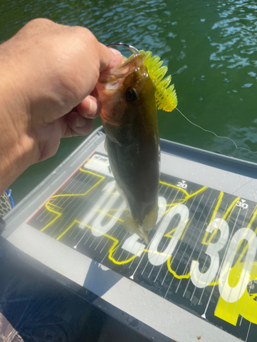 ブラックバスの釣果