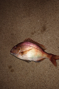 タイの釣果