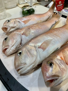 シロアマダイの釣果