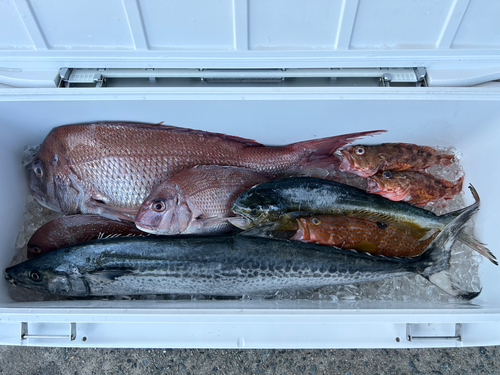 マダイの釣果