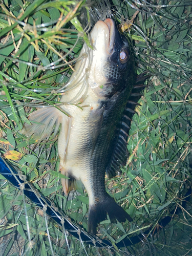 キチヌの釣果