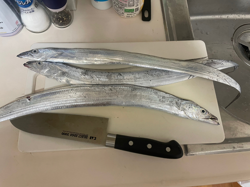 タチウオの釣果