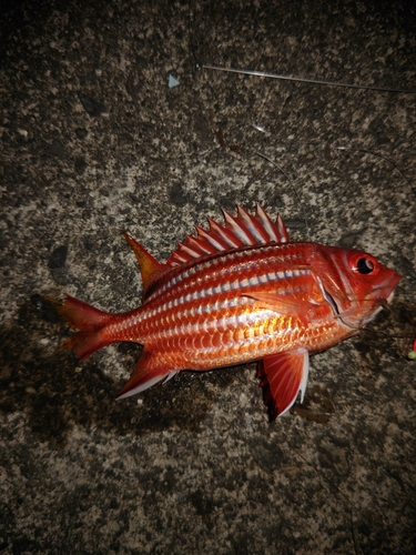 アヤメエビスの釣果