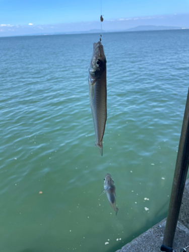 キスの釣果