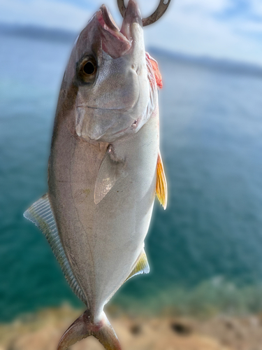 ネリゴの釣果